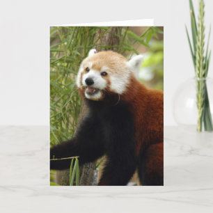 red-panda-033 helgkort