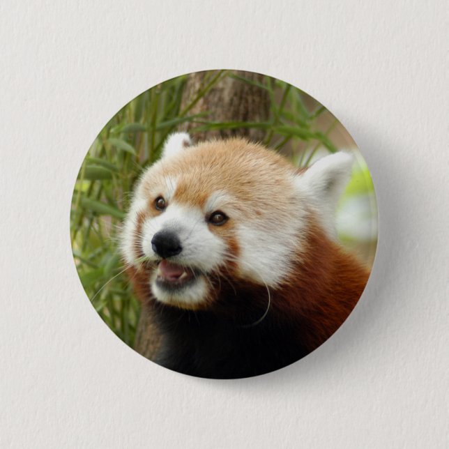 red-panda-033 knapp (Framsida)