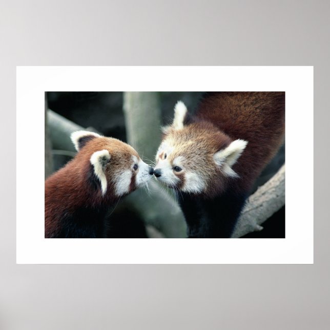 Red Panda #1 Poster (Framsidan)