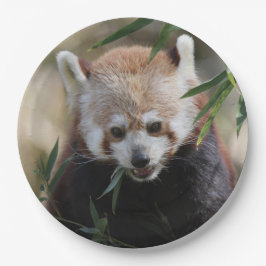 Red_Panda_2015_0311