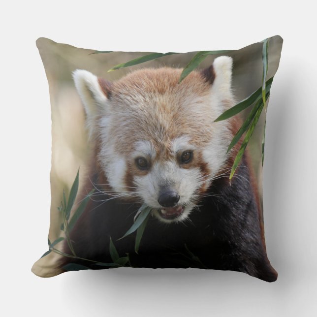 Red_Panda_2015_0311 Kudde (Framsida)