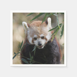 Red_Panda_2015_0311 Pappersservett