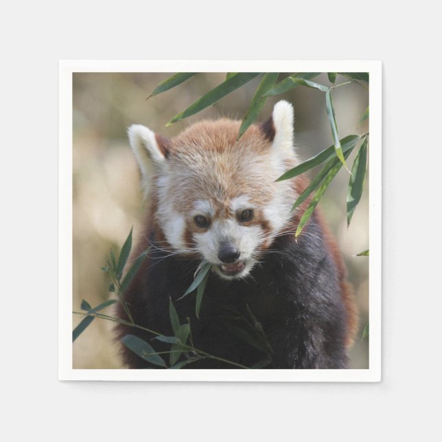 Red_Panda_2015_0311 Pappersservett (Framsidan)