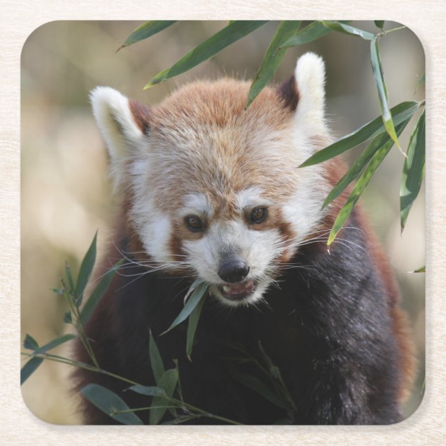 Red_Panda_2015_0311 Underlägg Papper Kvadrat (Framsidan)