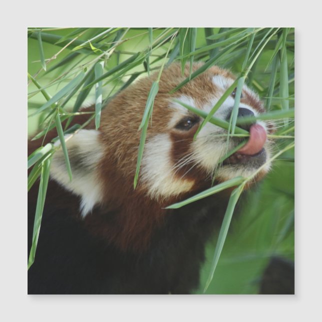 Red_Panda_2015_0707 (Framsida)