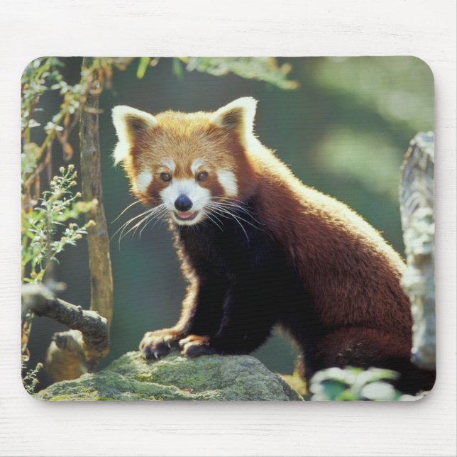 Red Panda Ailurus fulgens) Musmatta (Framsidan)