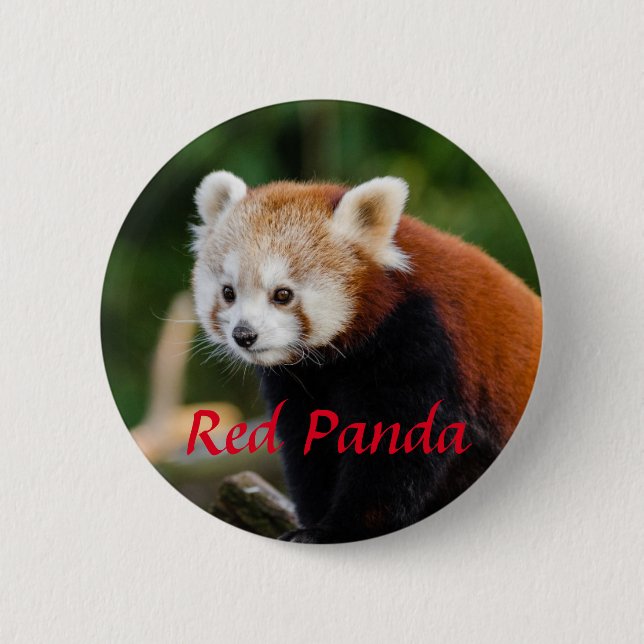 Red Panda Animal Photography Knapp (Framsida)