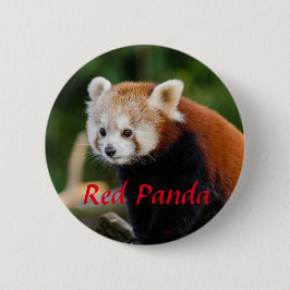 Red Panda Animal Photography Knapp