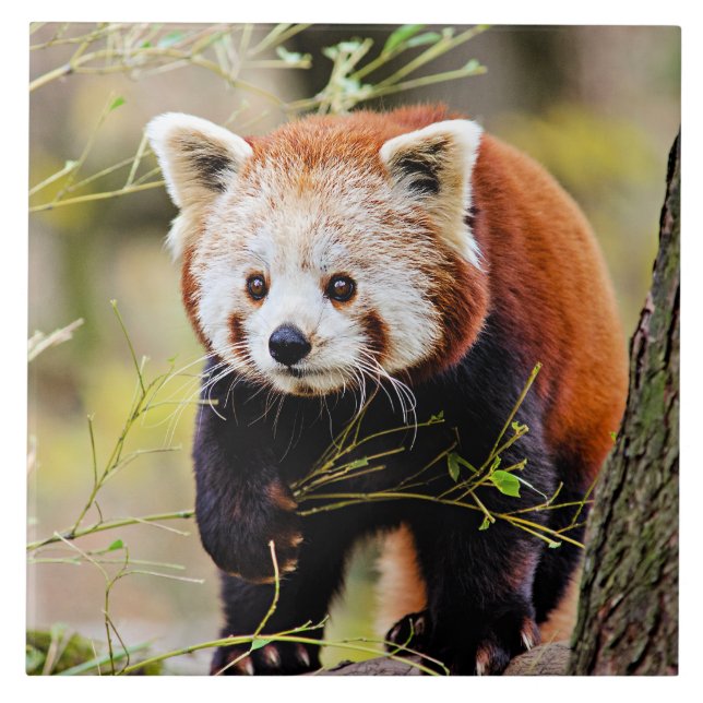 Red Panda Bear Kakelplatta (Framsidan)