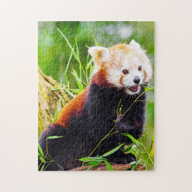 Red Panda Bears. Pussel (Vertikal)