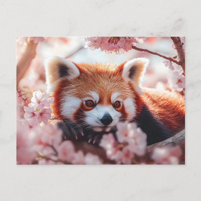 Red Panda Bland Cherry-Blommar Vykort (Framsida)