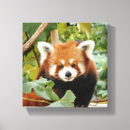 Red Panda Canvastryck