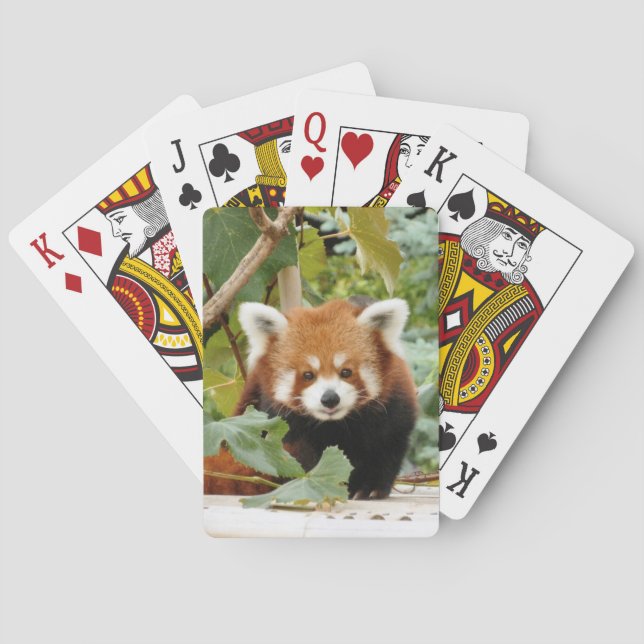 Red Panda Casinokort (Baksidan)