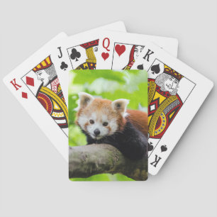Red Panda Casinokort