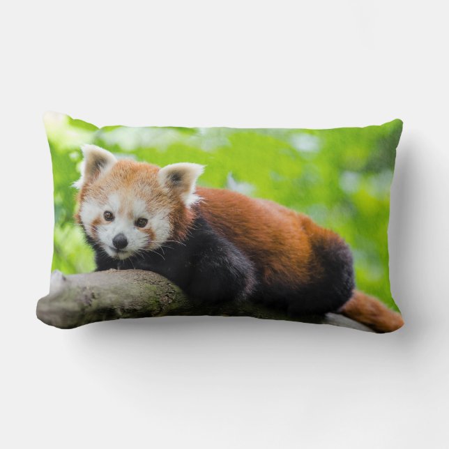 Red Panda Dekorativ kudde (Framsida)