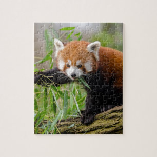 Red Panda Eating Grönt Löv Pussel