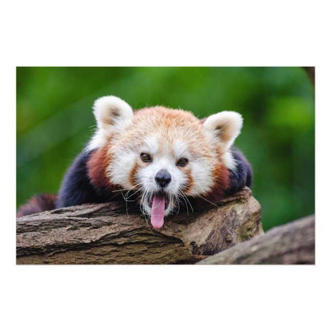 Red Panda Fototryck (Framsidan)