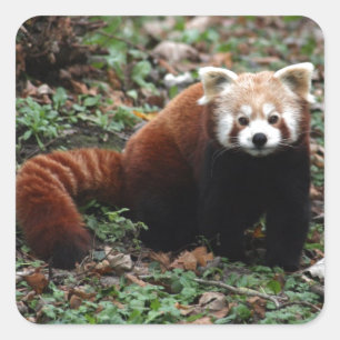 Red Panda Fyrkantigt Klistermärke