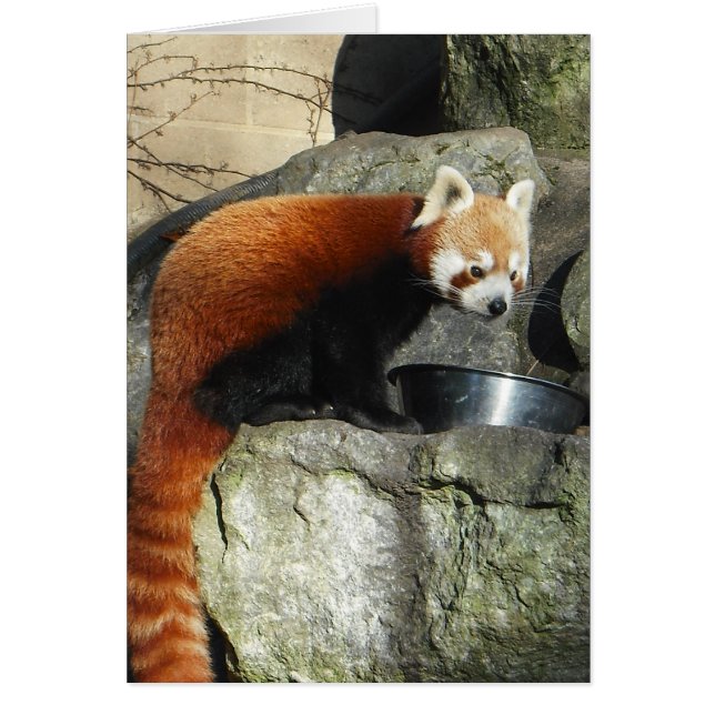 Red Panda Hälsningskort (Framsidan)