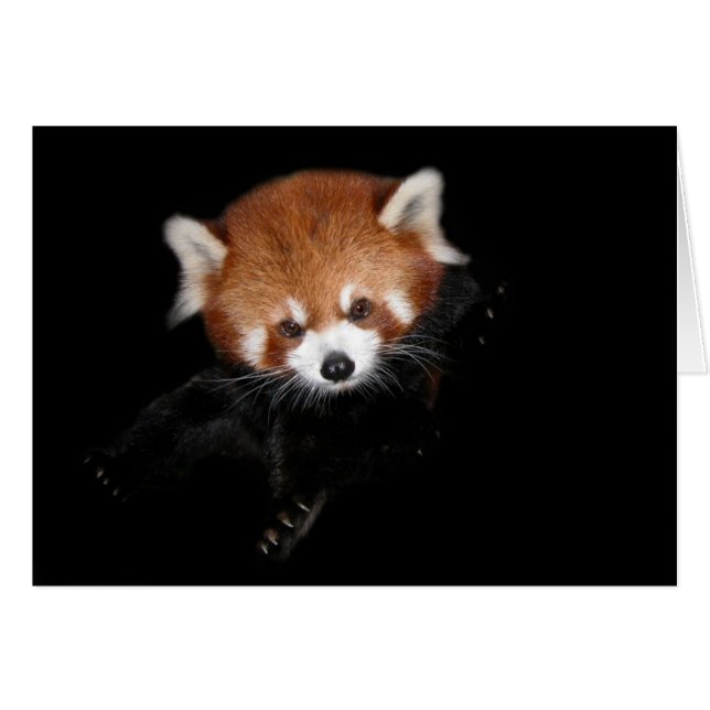 Red Panda Hälsningskort (Framsidan Horizontal)