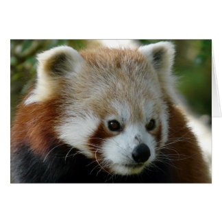 Red Panda Hälsningskort
