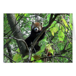 Red Panda Hälsningskort