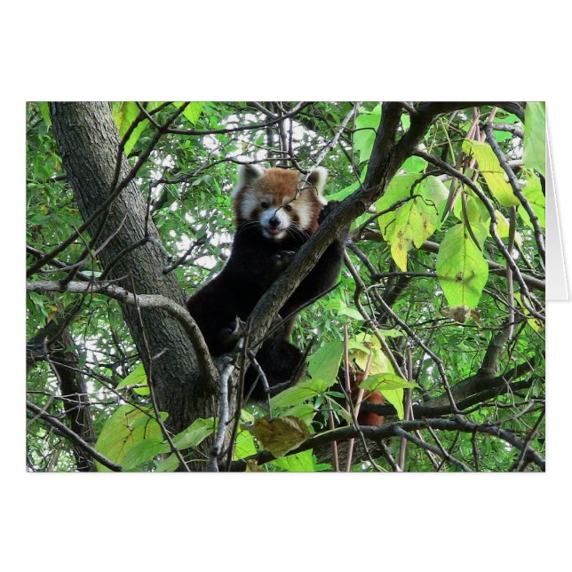 Red Panda Hälsningskort (Framsidan Horizontal)