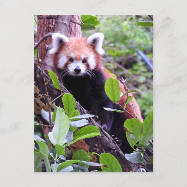 Red Panda Helg Vykort (Framsida)