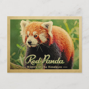 Red Panda - Himalayas vilt Vykort
