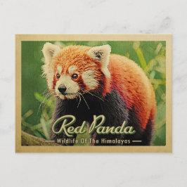 Red Panda - Himalayas vilt Vykort