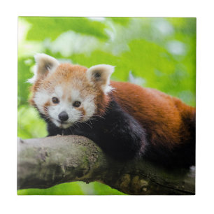 Red Panda Kakelplatta