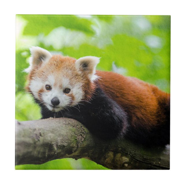 Red Panda Kakelplatta (Framsidan)