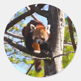 Red Panda klättrar ned i träd Runt Klistermärke