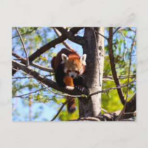 Red Panda klättrar ned i träd Vykort