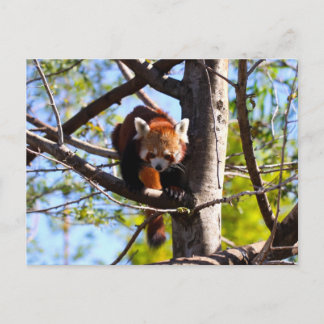 Red Panda klättrar ned i träd Vykort