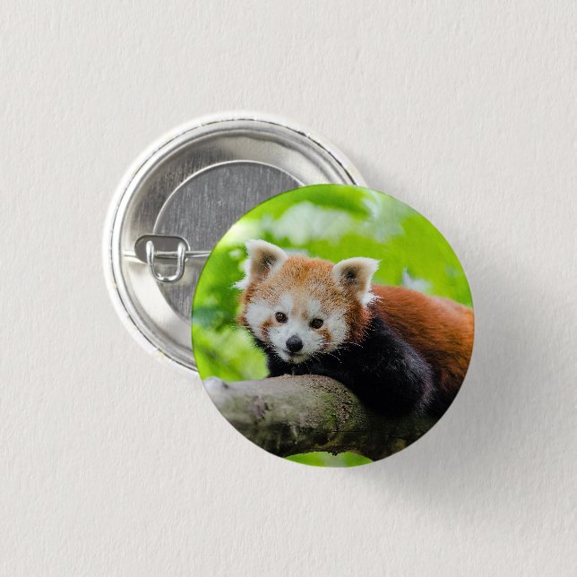 Red Panda Knapp (Framsida & baksida)