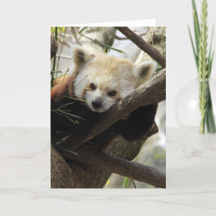 Red Panda Kort