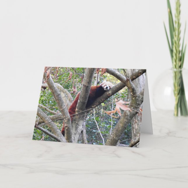 Red Panda Kort (Framsida)