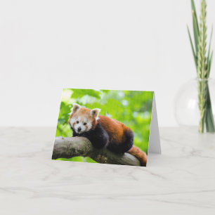 Red Panda Kort