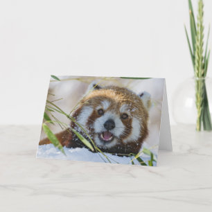 Red Panda Kort