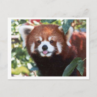 Red Panda Laughing Vykort