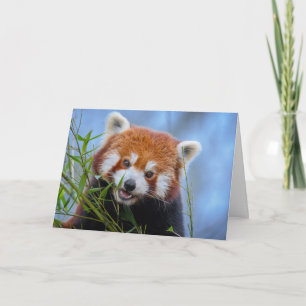 Red Panda Lunching på Bamboo Löv Kort