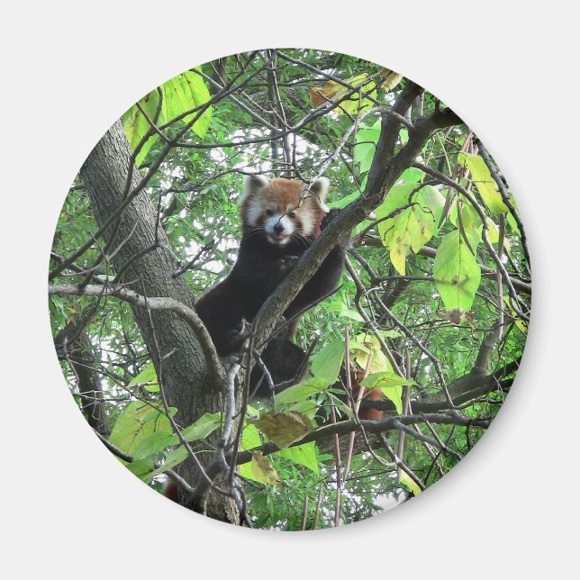 Red Panda Magnet (Framsidan)