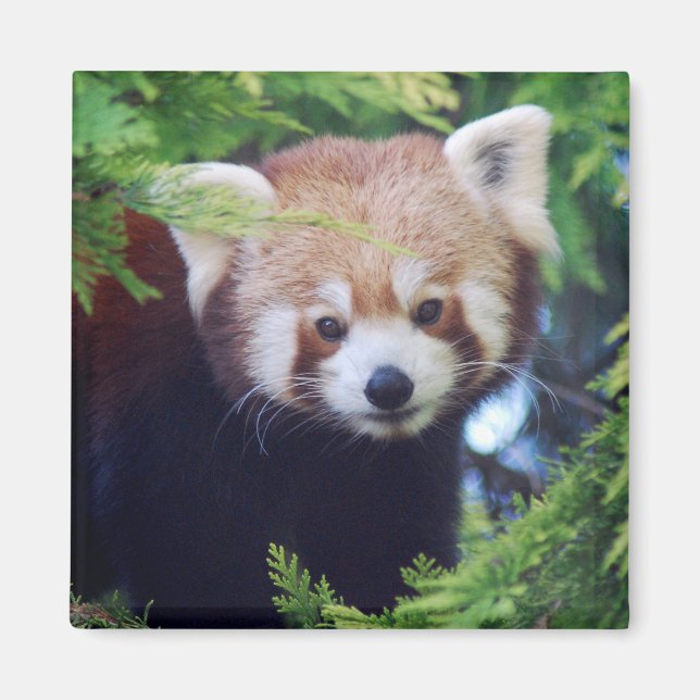 Red Panda Magnet (Framsidan)