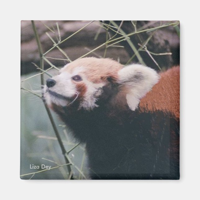 Red Panda Magnet (Framsidan)
