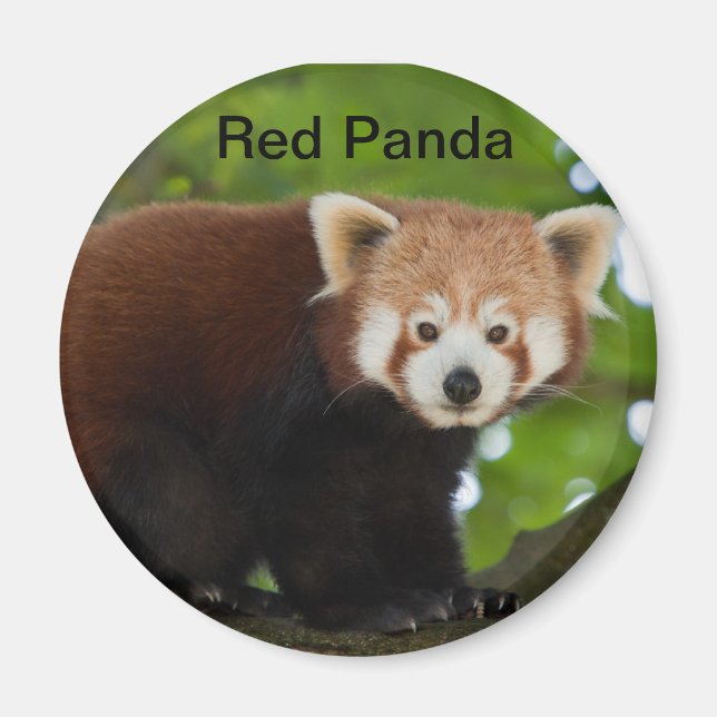 Red Panda Magnet (Framsidan)