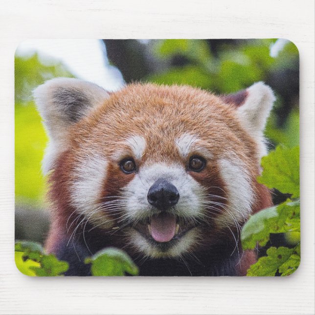 Red Panda Musmatta (Framsidan)