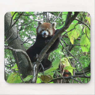 Red Panda Musmatta