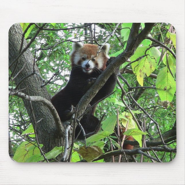 Red Panda Musmatta (Framsidan)