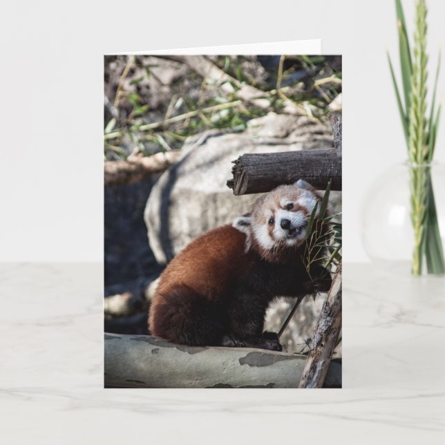 Red Panda och Bamboo Kort (Framsida)